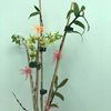Dendrobium moniliforme tosaense kamai